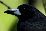 Black Butcherbird (Cracticus quoyi)